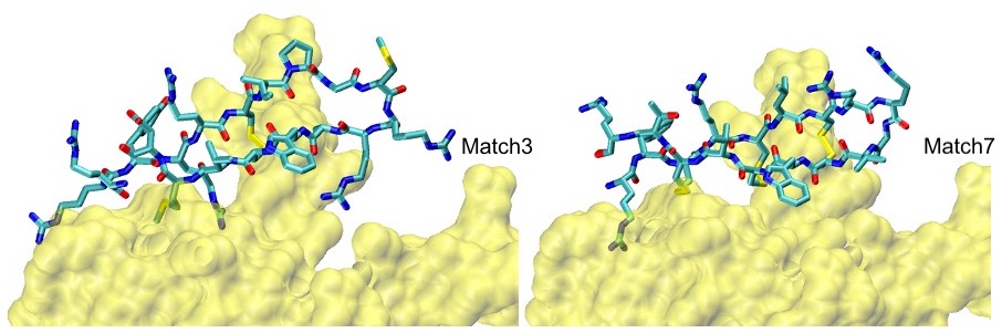 cPEPmatch by Brianda Santini - cyclic peptides for PPI